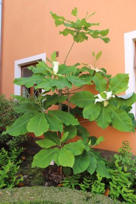 Magnolia macrophylla - šácholan velkolistý - celek s květy